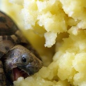 Meet your Posher, Niki